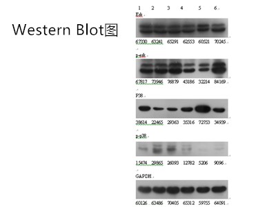 什么是Western blot检测服务