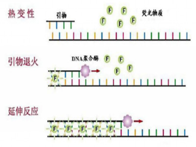 实时荧光定量PCR的原理及应用