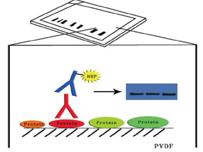 Western blot原理及实验流程