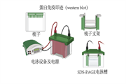 WB实验及注意事项