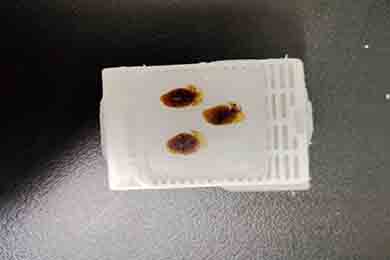 石蜡包埋（3个组织）