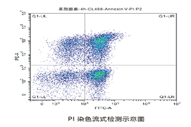 流式PI染色