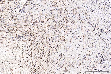 Anti-CD34 Antibody [SI16-01]