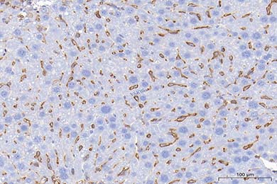 Anti-CD44 Antibody [JE64-01]