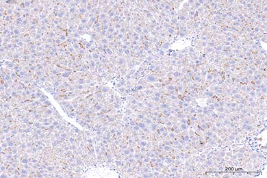 F4/80 Recombinant Antibody [PSH01-87] - Rat IgG1 (Chimeric)