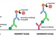 酶联免疫吸附测定（ELISA）技术：原理、方法与问题解析