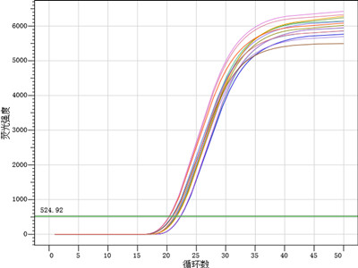 实时荧光定量PCR实验流程及结果展示