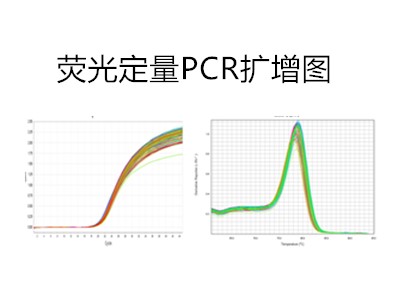 荧光定量PCR技术应用范围